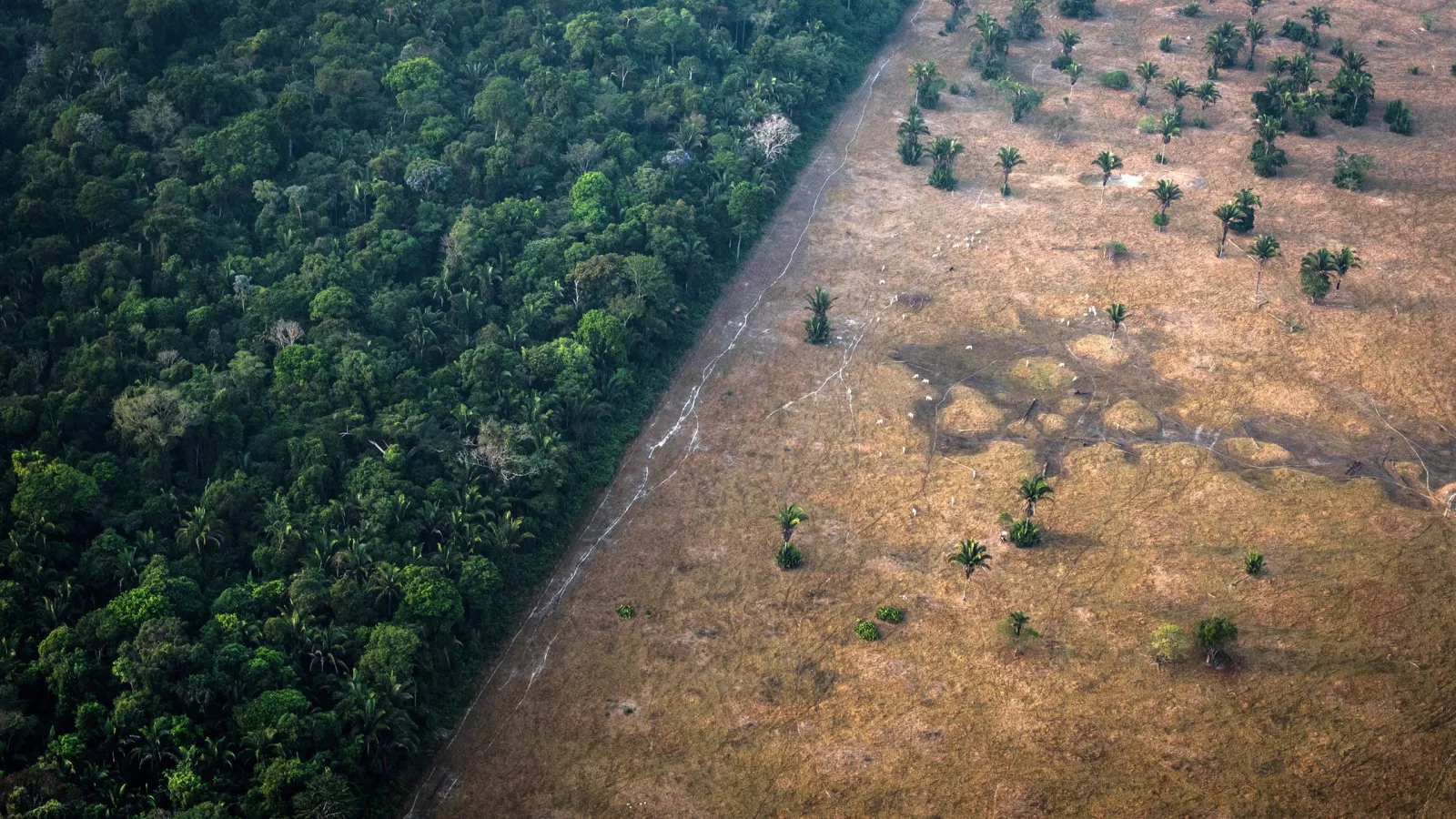 Healthy vegetation sits alongside a field scorched by fire in the Amazon rainforest