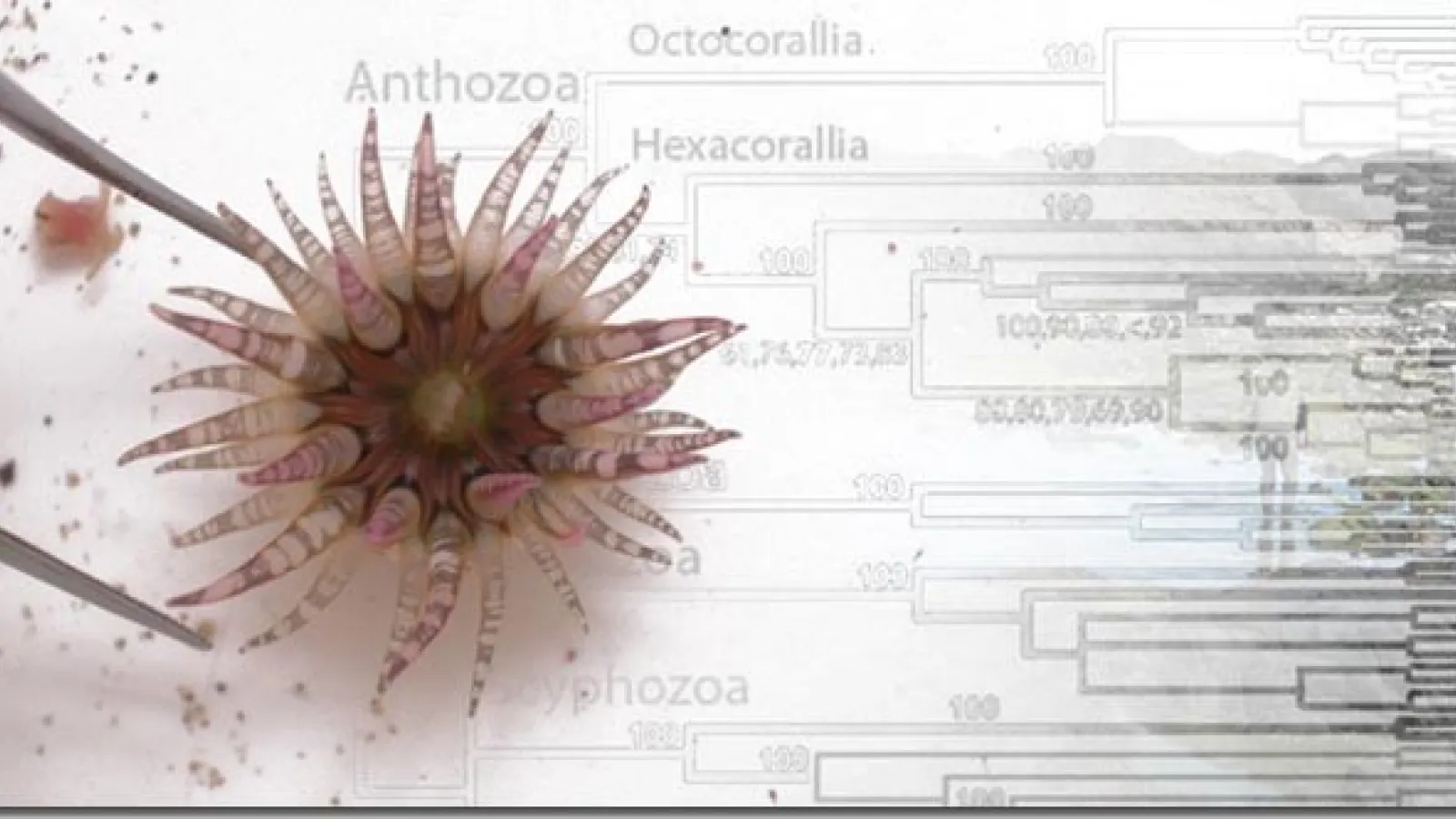 Sea anemone