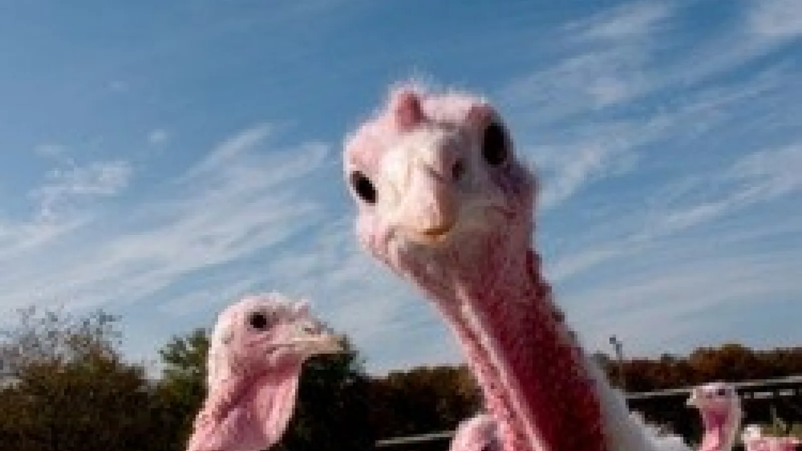 Turkeys