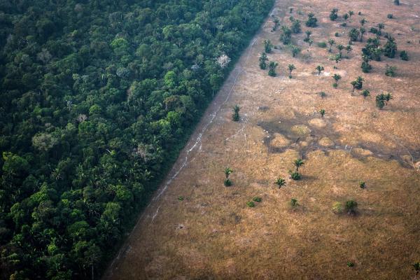 Healthy vegetation sits alongside a field scorched by fire in the Amazon rainforest