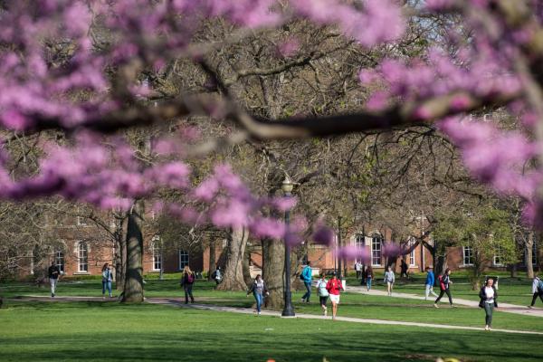 A photo with a close up view of a tree, with students walking between classes in the background