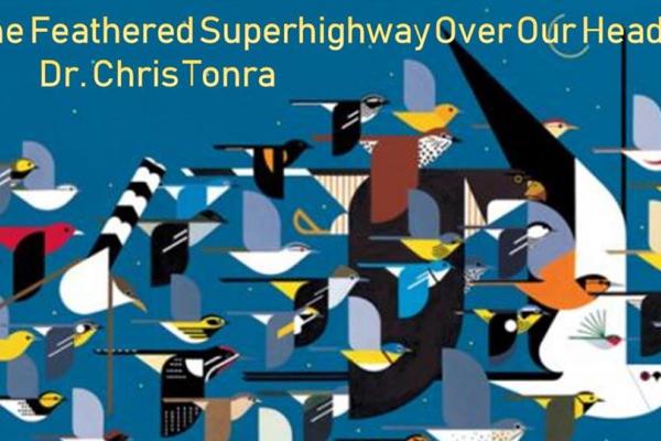 Feathered Superhighway Feathered Superhighway