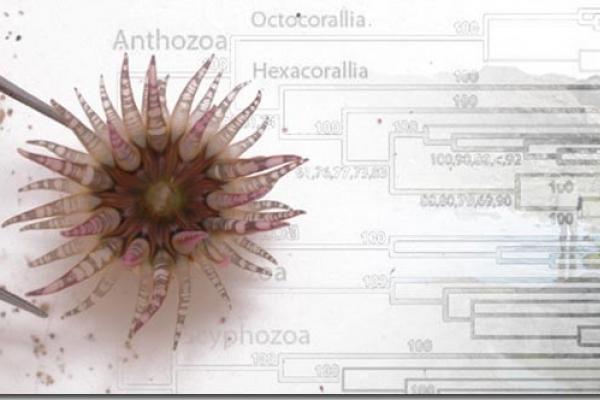 Sea anemone Sea anemone