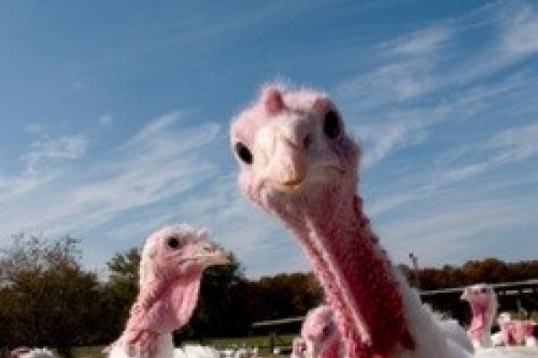 Turkeys